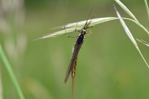Réf. 343 873 : Ephemera vulgata